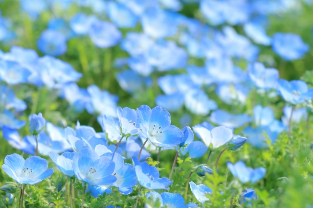 ネモフィラ