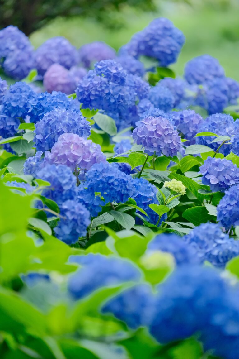 紫陽花の写真