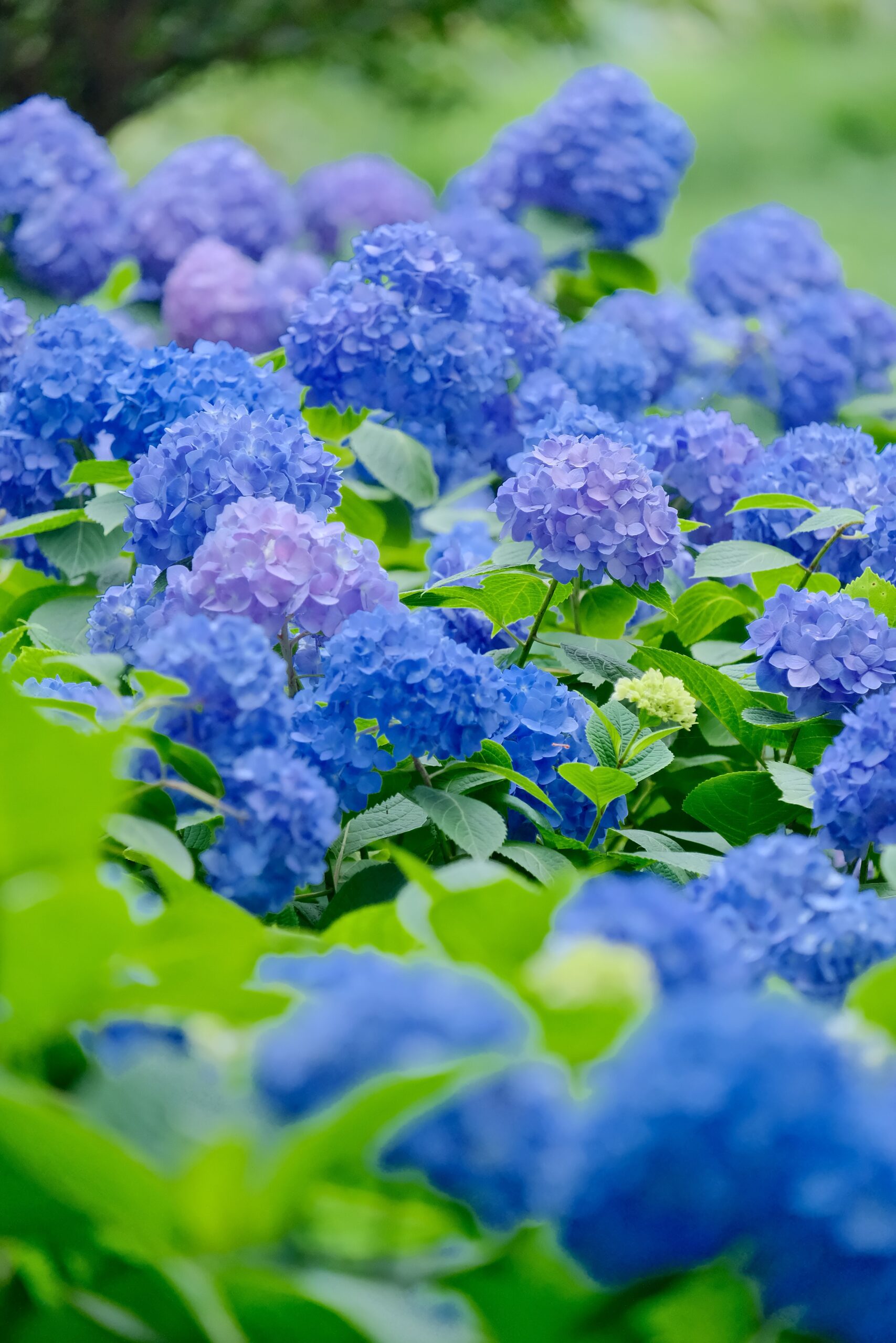 紫陽花の写真